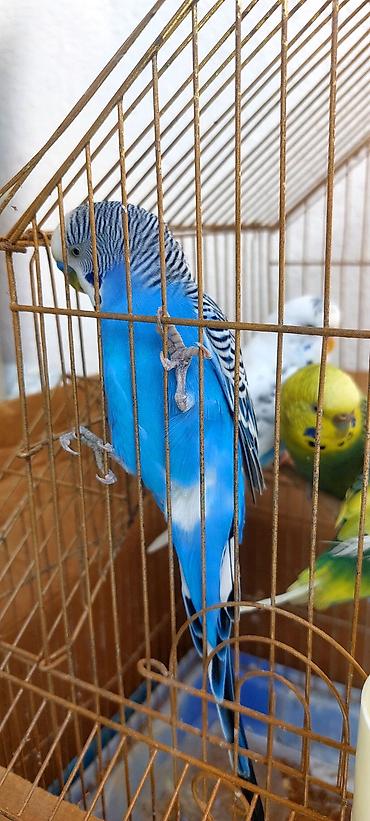 tap az qusar heyvanlar: Məhsul: dalmatin və klassik rəng kombinasiyalarında nimfa/budgerigar — 3