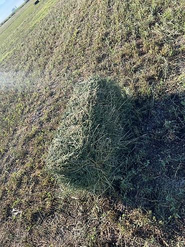 сена для животных: Сено в тюках - Свежескошенное луговое сено, спрессовано в — 3