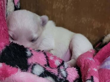 Psi: Na prodaju stenci mesanci maltezera i patuljastog spica sa odlicnom — 6