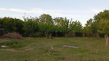 basavik satisi: 25 sot, Kənd təsərrüfatı, Mülkiyyətçi — 1
