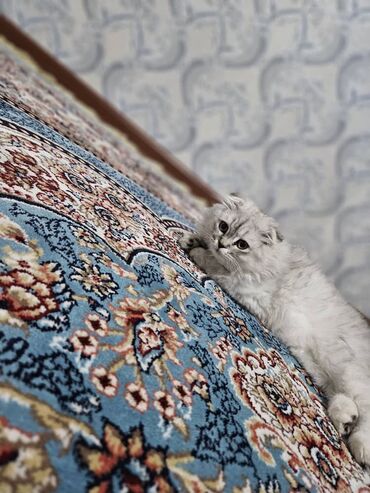 британская короткошерстная кошка золотая шиншилла: Скотиш Фолд (Шотландская вислоухая), 7 месяцев, Мальчик, Приучена к лотку, Проглистована