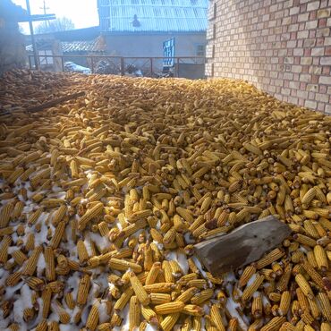красный страитель: Продаю кукуруза в початках лимагрей находиться в село Красная речке