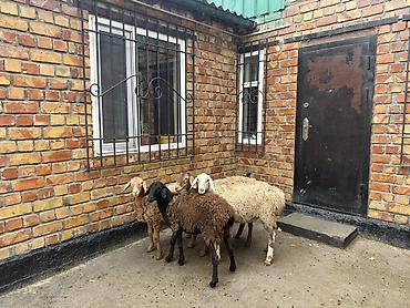 Продам с/х животных: Продаю | Овца (самка) | Полукровка | Для разведения | Матка — 3