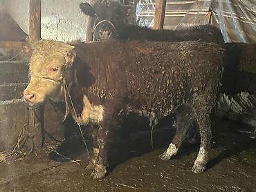 Коровы, быки: Продаю | Бык (самец) | Герефорд — 15