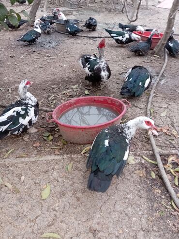 Ördəklər: Ördəklər — 8