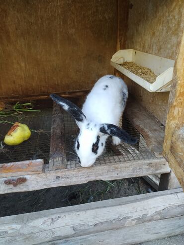 Dovşanlar: Tam saglam dovwanlardir.her qiymete dovwan olur.balalar 5 manatdan — 4