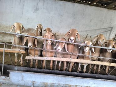 корм для форели купить: Продаю Баран Арашаны 🐑 Самых Шикарных Лучших Из лучших По поводу