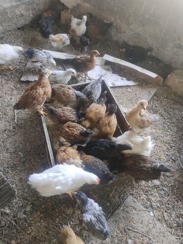 дикие птицы кыргызстана: Простые цыплята, два месяца, 40 шт