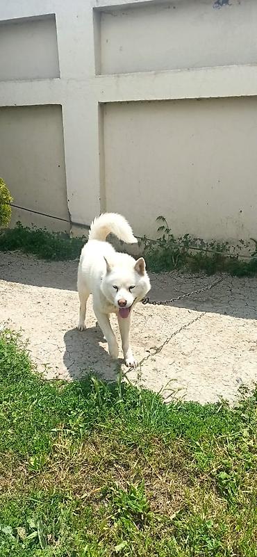 it cinsleri: Akita erkek cütleşdirilir !!! Ağ tüklü, orta-böyük ölçülü it — 2
