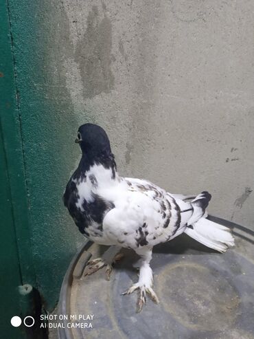 Göyərçinlər: Qara-ağ ləkəli dekorativ göyərçin - Rəng: baş və boyun hissəsi tünd -da lalafo.az — 9 Göyərçinlər: Qara-ağ ləkəli dekorativ göyərçin - Rəng: baş və boyun hissəsi tünd — 9