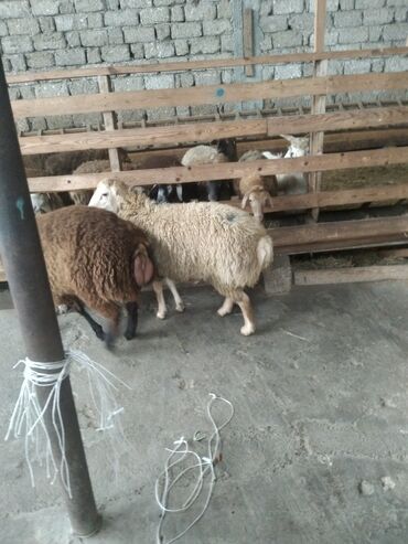 Qoyunlar, qoçlar: Saxlama şəraitində bəslənən damazlıq qoyunlar və quzular. - Növlər — 8