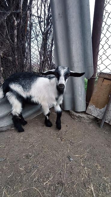 Козы, козлы: Продаю | Козлёнок | Для разведения at lalafo.kg — 6 Козы, козлы: Продаю | Козлёнок | Для разведения — 6