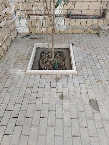 Напольные работы: Tamet (bardür və səki daşı) döşəmə xidməti - Həyətyanı sahə, qaraj — 6