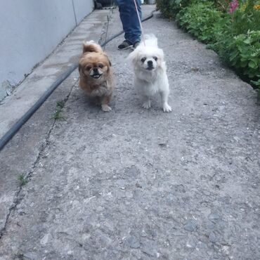 Bıçaqlar: Pekines