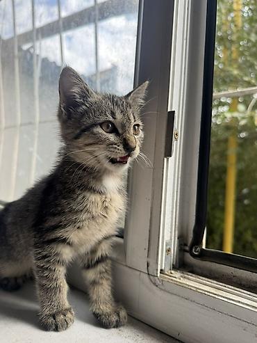 американская вислоухая кошка: 2 месяца, Мальчик, Приучена к лотку — 3