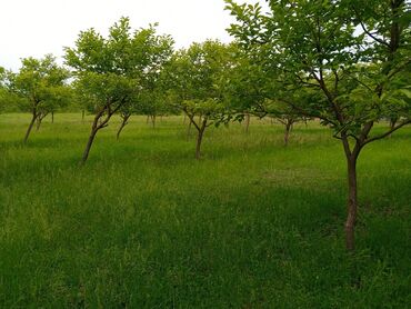 Torpaq sahələrinin satışı: 45 sot, Kənd təsərrüfatı, Mülkiyyətçi, Kupça (Çıxarış) -da lalafo.az — 8 Torpaq sahələrinin satışı: 45 sot, Kənd təsərrüfatı, Mülkiyyətçi, Kupça (Çıxarış) — 8