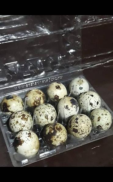 А/ч жаныбарлары үчүн тоюттар: ПРОДАЮ ИНКУБАЦИОННОЕ ЯЙЦО перепелов 🐣 Техас преимущественно и Феникс — 2