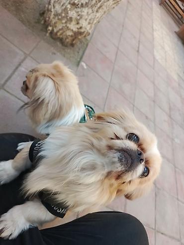 İtlər: Pekines, 1 il, Peyvəndli — 9