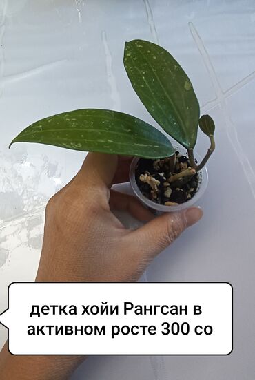 хойя тсанги вариегатная: Хойя — детки в стаканчиках. цены и названия указаны на фото