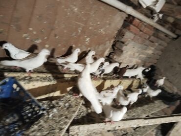 Göyərçinlər: Ağ rəng üstünlük təşkil edən ev göyərçinləri – dəst halında. - — 4