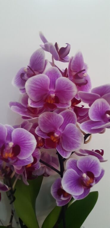 Другие комнатные растения: Сортовые орхидеи в наличии. Миди,стандарты.Высота 40,65-70см