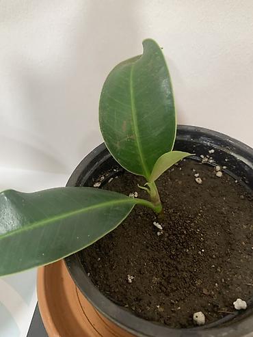 suni ağac: Fikus elastica (rezin ağacı) şitili – saksıda - Bitki: Ficus elastica — 1