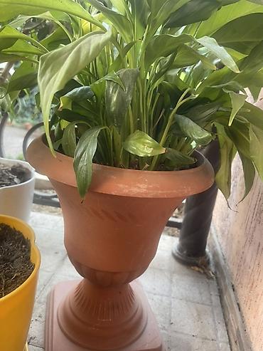 сенсация спатифиллум: Спатифиллум (Spathiphyllum), взрослое комнатное растение в — 2