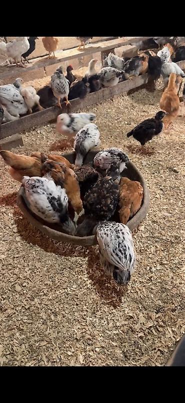 Cücələr: 45,50 günlük tam sağlam aktiv diribaş qarışığ kənd cücələri bütün — 16