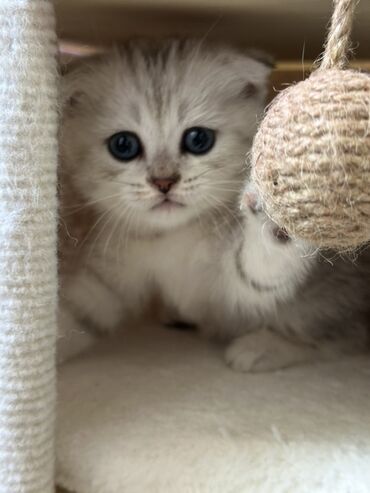 шотландская вислоухая короткошерстная кошка: Шотландский вислоухий котенок с короткой шерстью и голубыми глазами