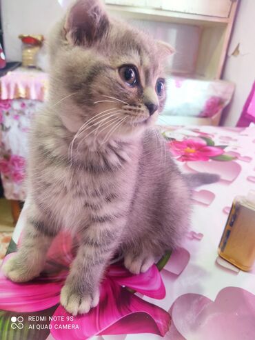 Pişiklər: Şotland, Erkək, Ünvandan götürmə — 2