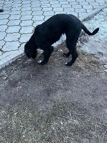 Продажа собак: Тайган, 4 месяца, Самка, С прививкой — 10