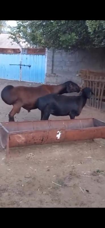 Qoyunlar, qoçlar: Cütü 450. AZN dişi boğazdır — 1