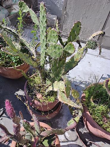 Otaq bitkiləri: Məhsul: Saksi içində müxtəlif kaktuslar - Növlər: Opuntia (nopal — 3