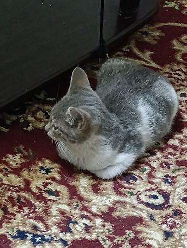 кошка черная: Кошка даром: Скотиш Страйт (Шотландская прямоухая), 4 месяца, Мальчик — 3