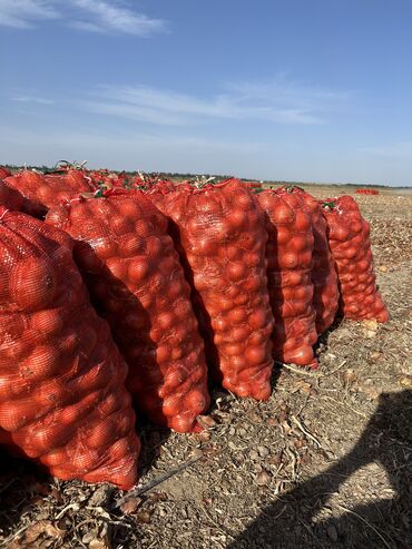 овощи хранилище: Лук Оптом, Самовывоз