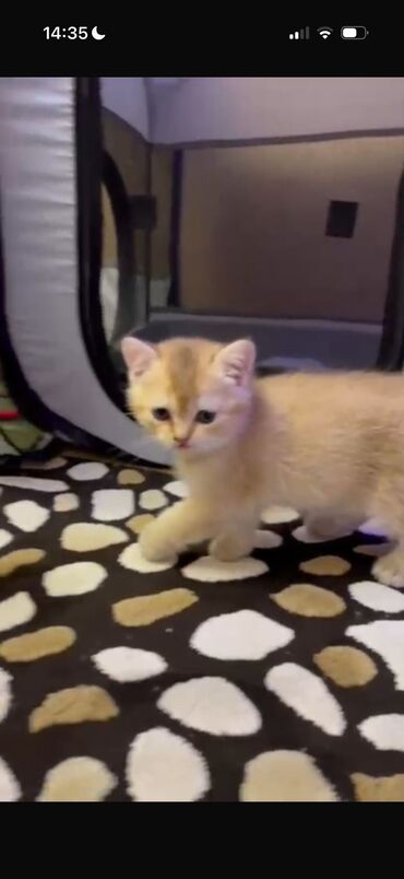 Pişiklər: Erkək, Dişi, Yaxşı əllərə, Pulsuz çatdırılma, Ödənişli çatdırılma, Rayonlara çatdırılma — 4