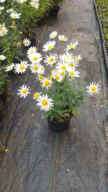 Çöl bitkiləri: Qızıl güllər dipçək gülləri həmişə yaşıl kolları zəhmət olmasa — 11