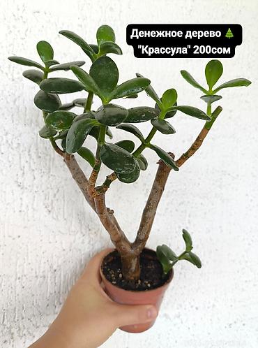 бонсай: РАСПРОДАЖА❗❗❗ По 200сом все растения Домашние Растения! — 5
