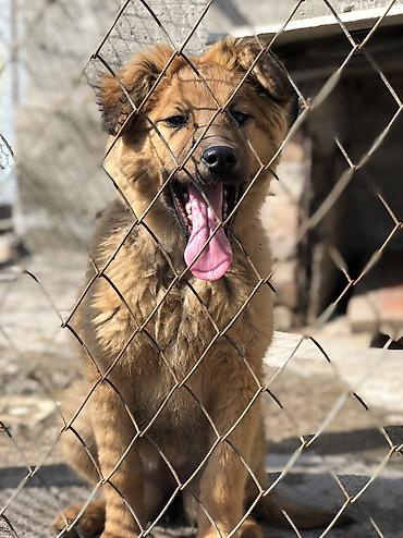 Продажа собак: Овчарка, 4 месяца, Самка — 6