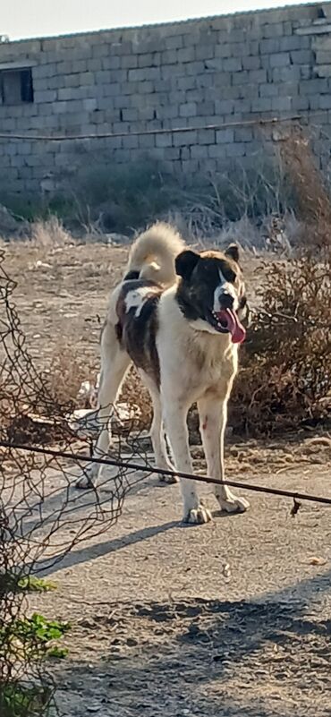 İtlər: Qurdbasar, 1 il, Erkek, Peyvəndli, Ödənişli çatdırılma — 4