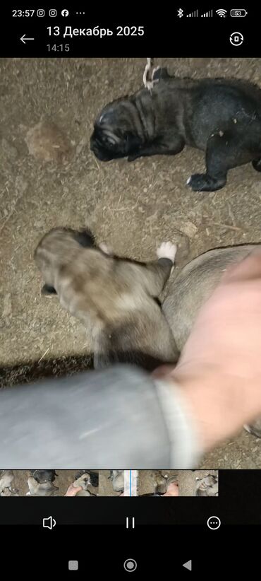 Продажа собак: Кангал чистокровный Пастушьи собаки крупного типа (светло-палевый — 13