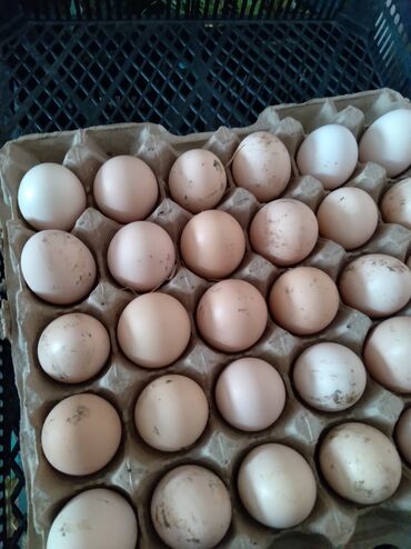 инкубационные яйца купить: Продаю | Инкубационные яйца