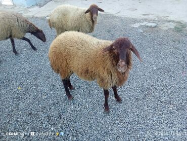 cau cau qiymeti: Qoyun – yerli ətlik-südlük yönümlü cins - Rəng: tünd qəhvəyi baş və