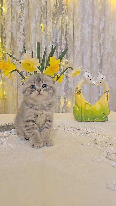 Pişiklər: Britan — 9