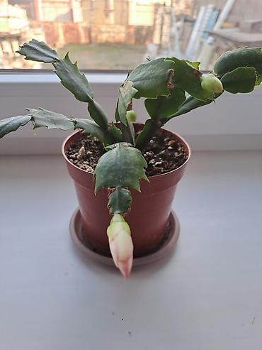 Смородина: Смородина — 18