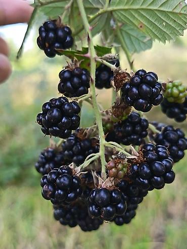 samovar satisi lalafo: Böyörtkan neqedar lazım olsa var deyien — 2