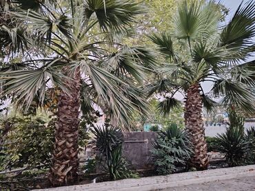 ağaç kesen: Vaşinqton Sortlaridir, 13İlin agaclaridir, tek tek 1500 AZN, cutun