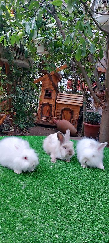 bala pişik pulsuz: Angora tipli uzun tüklü dekorativ dovşanlar - Növ: Uzun tüklü (angora — 9