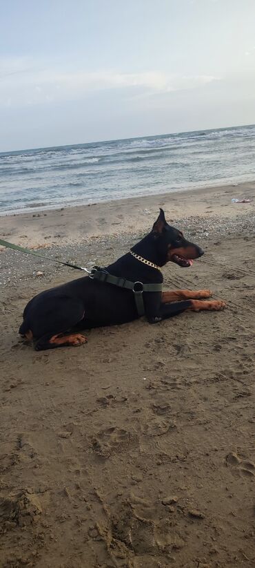 itlerin alqi satqisi: Doberman, 8 ay, Erkek, Peyvəndli, Ödənişli çatdırılma