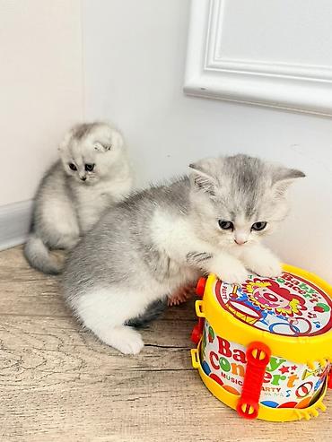 chi su: Шотландские вислоухие котята (скоттиш-фолд) серебристая шиншилла с — 7